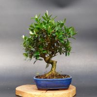 Оливкове дерево, d 19