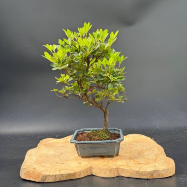  Рододендрон, d 21