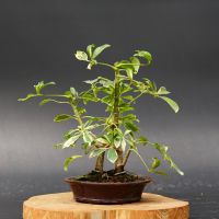 Шефлера, d 15