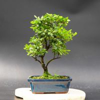 Рододендрон, d 24