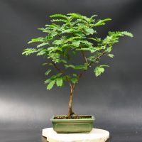 Філантус, d 25