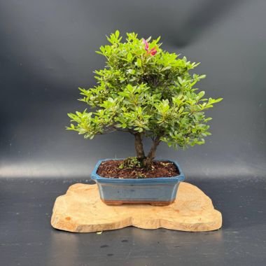  Рододендрон, d 30