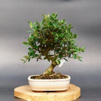 Оливкове дерево, d 19