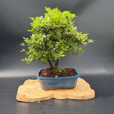 Рододендрон, d 30