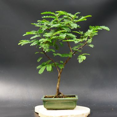  Філантус, d 25